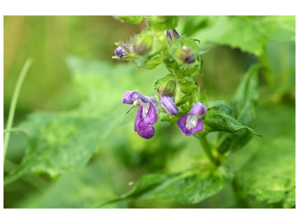 SALVIA GLABRESCENS 'SHI-HO'