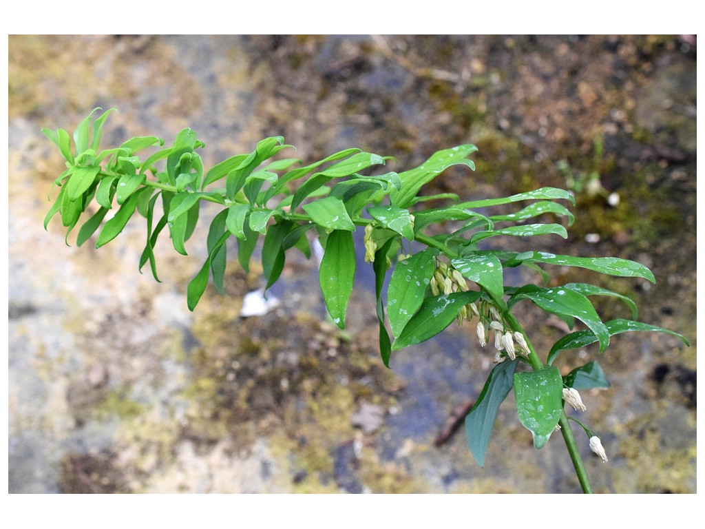 POLYGONATUM BIFLORUM 'FEATHER BOA'