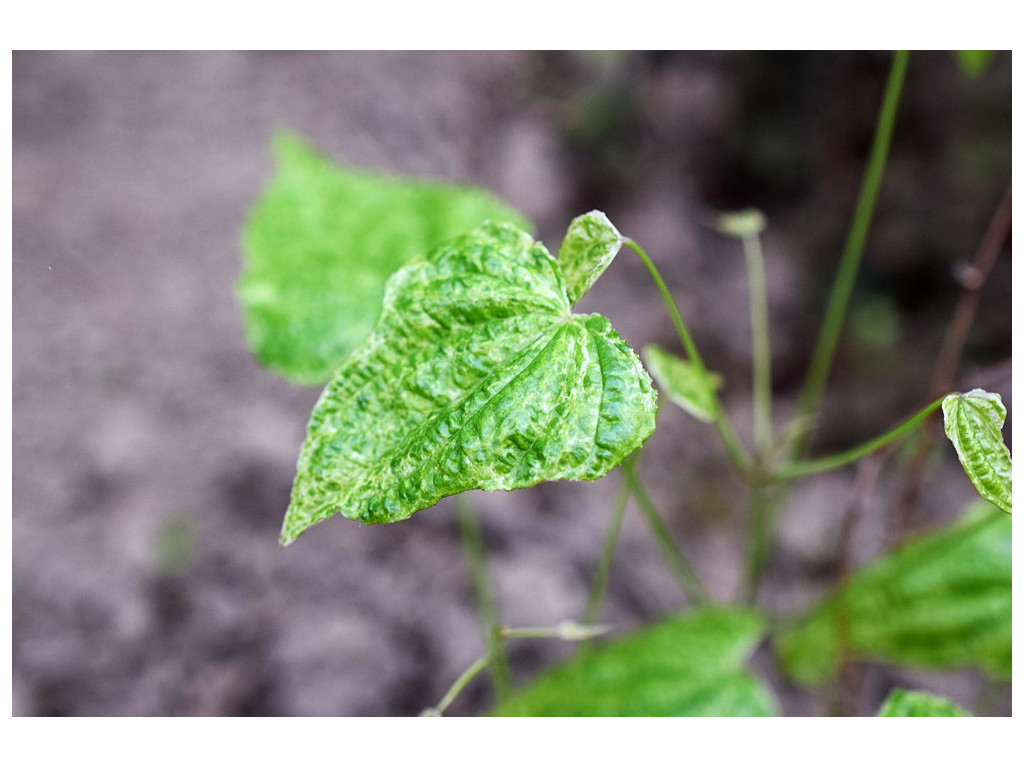 DIOSCOREA 'AOBA'