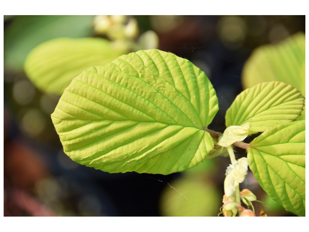 CORYLOPSIS SPICATA 'GOLDEN SPRING'