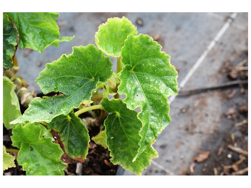 BEGONIA TENGCHIANA PB07-1110