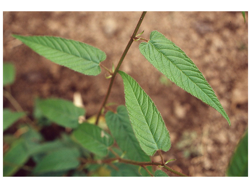 RUBUS ANGUSTIBRACTEATUS CBCH143