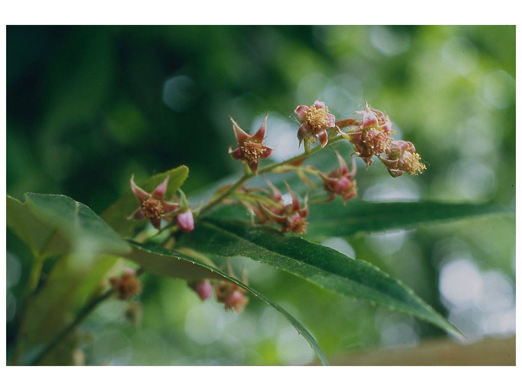 RUBUS HENRYI