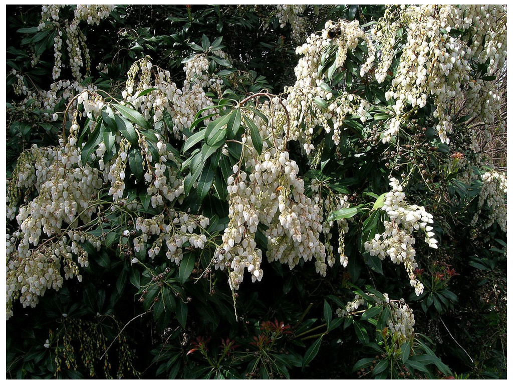 PIERIS aff.JAPONICA CMBJP1935