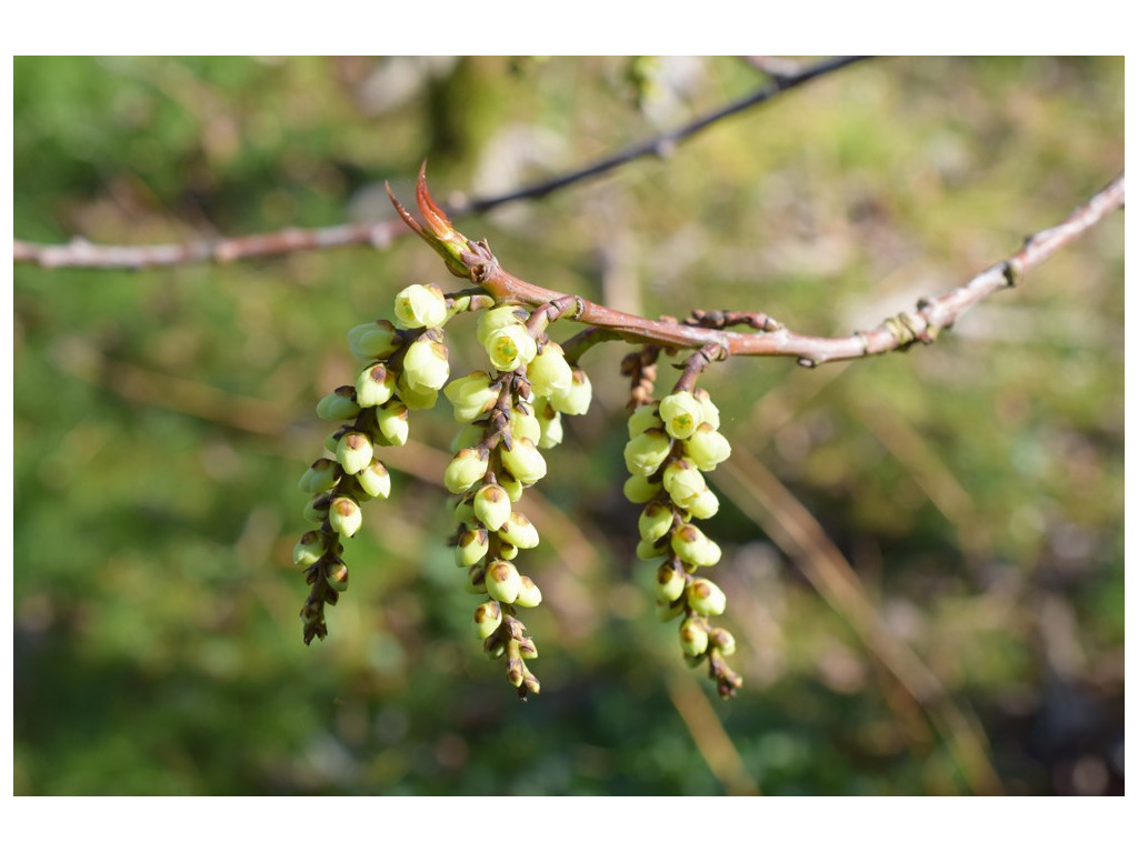 STACHYURUS PRAECOX var.MATSUZAKI