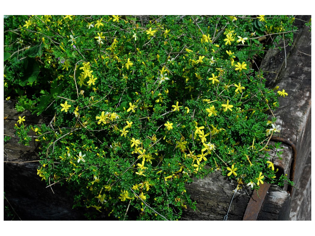 JASMINUM PARKERI