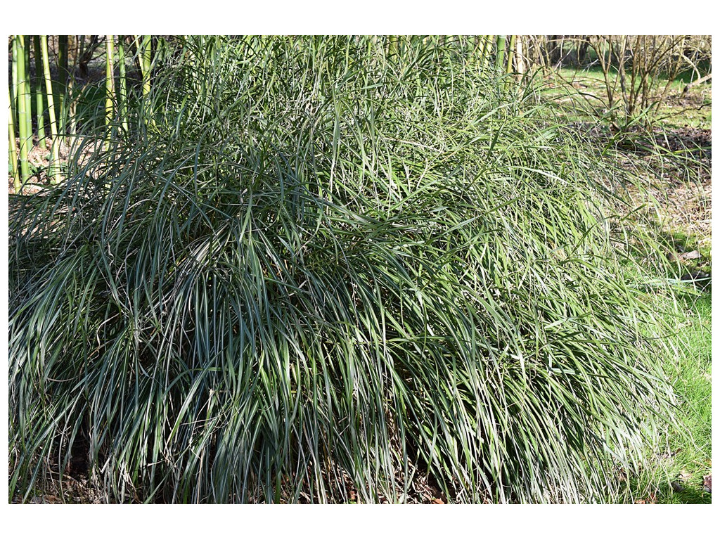 MISCANTHUS TRANSMORRISONENSIS CMBTW1755