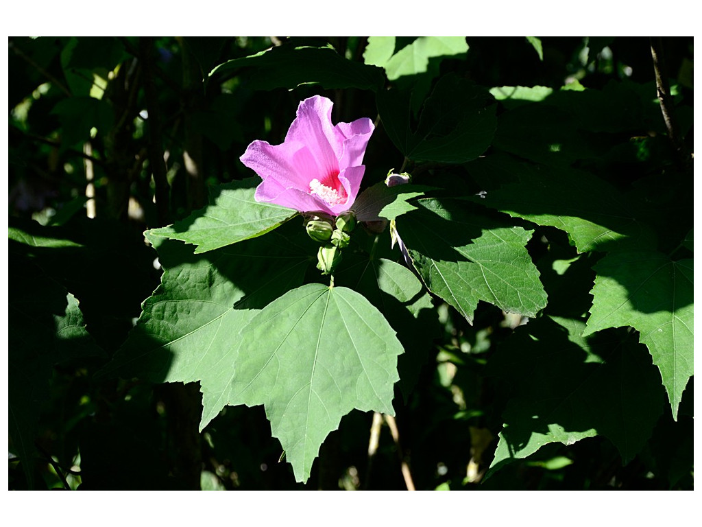 HIBISCUS SINOSYRIACUS