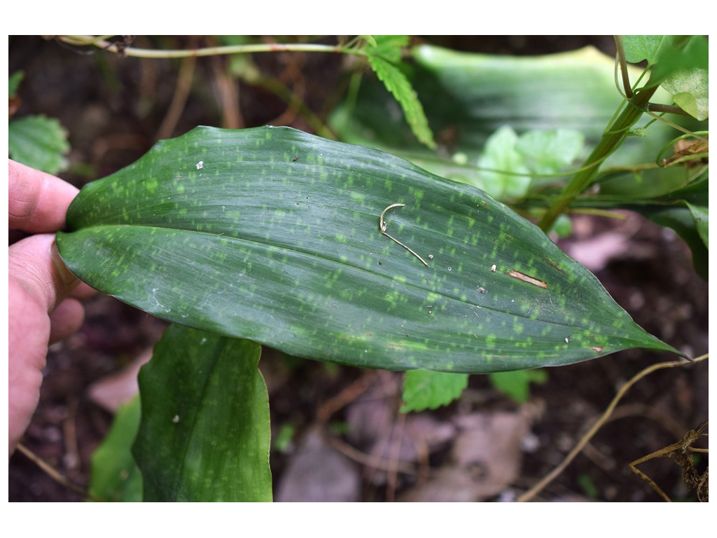 ASPIDISTRA 'CHINA MOON'