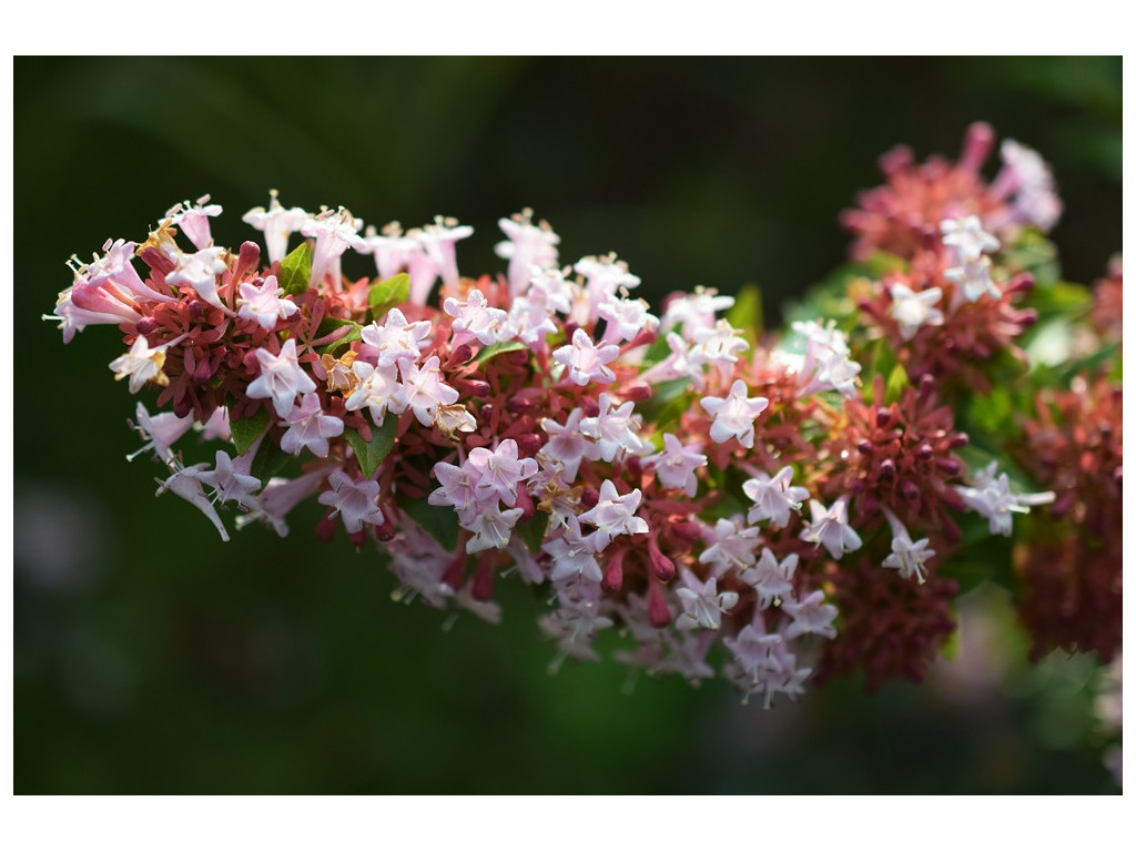 ABELIA ZANDERI