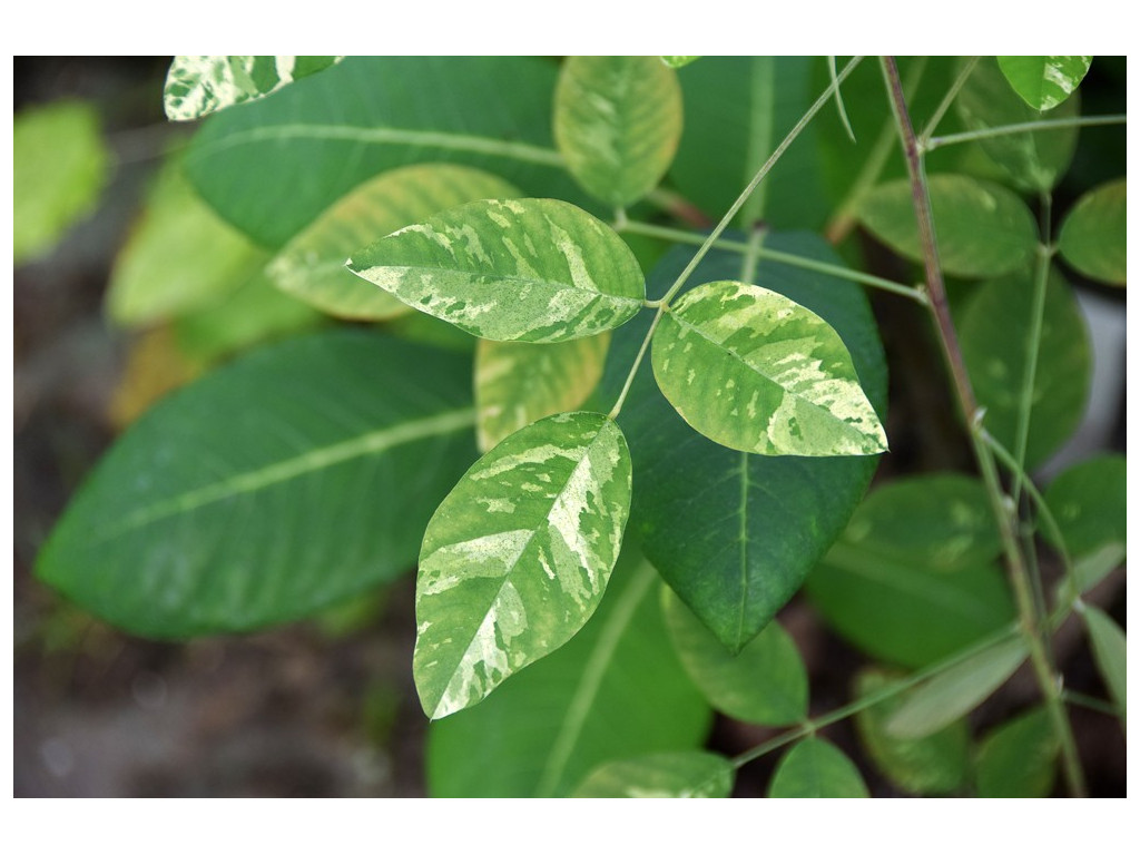 LESPEDEZA THUNBERGII 'SPILT MILK'