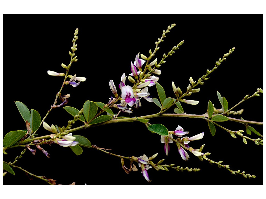 LESPEDEZA 'EDO SHIBORI'