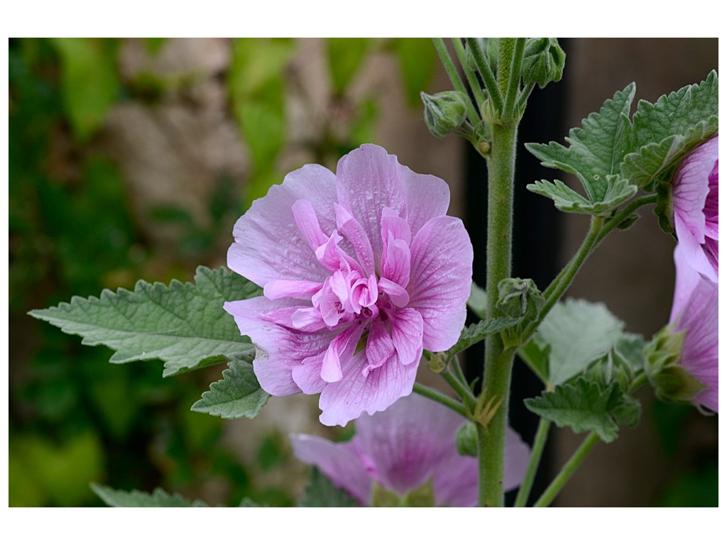 ALCEA x 'PARK RONDELL'