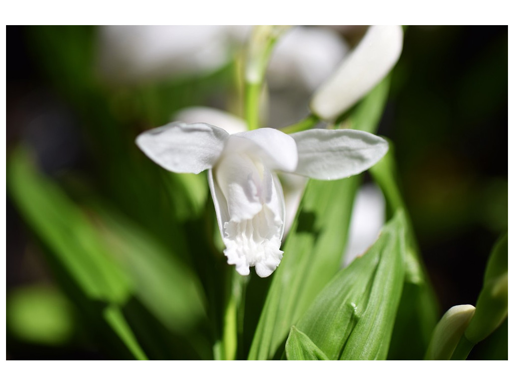 BLETILLA STRIATA 'ALBA'