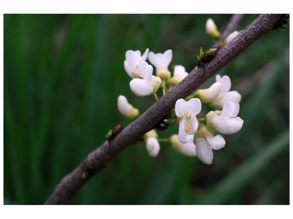 CERCIS CHINENSIS 'SHIROBANA'