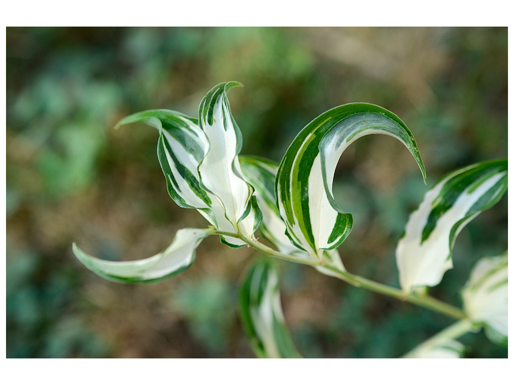 DISPORUM CANTONIENSE 'MOONLIGHT'