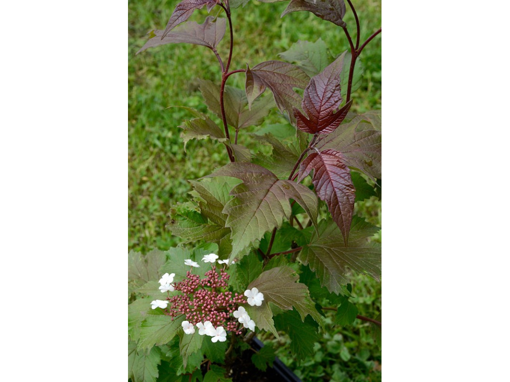 VIBURNUM SARGENTII 'ONONDAGA'