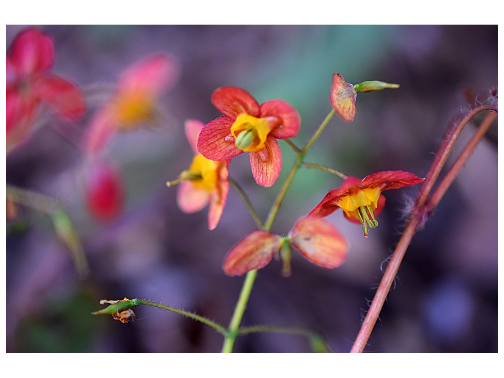 EPIMEDIUM 'ELLEN WILLMOTT'