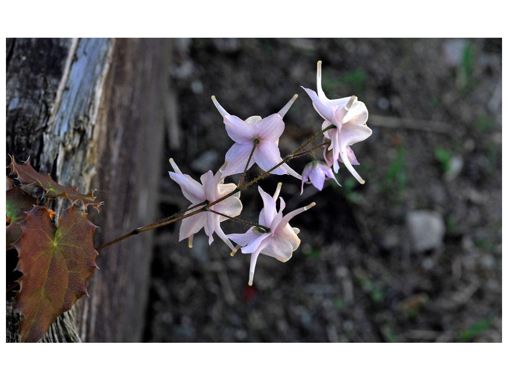 EPIMEDIUM PAUCIFLORUM