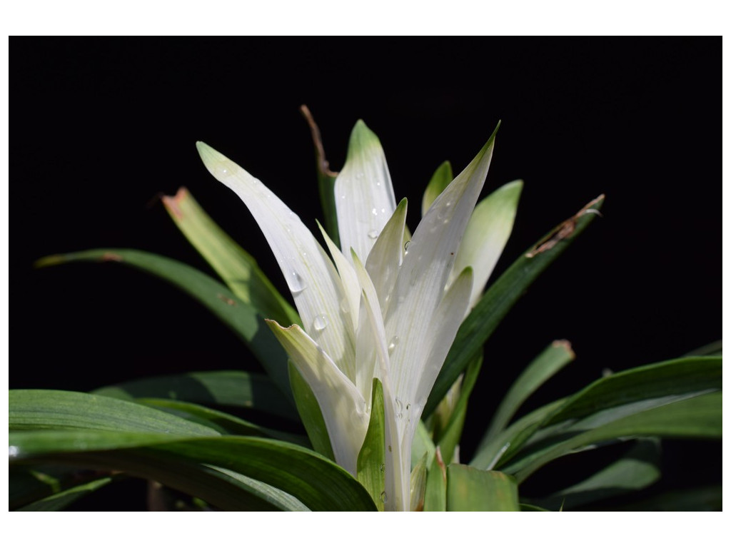 LIRIOPE MUSCARI 'OKINA'