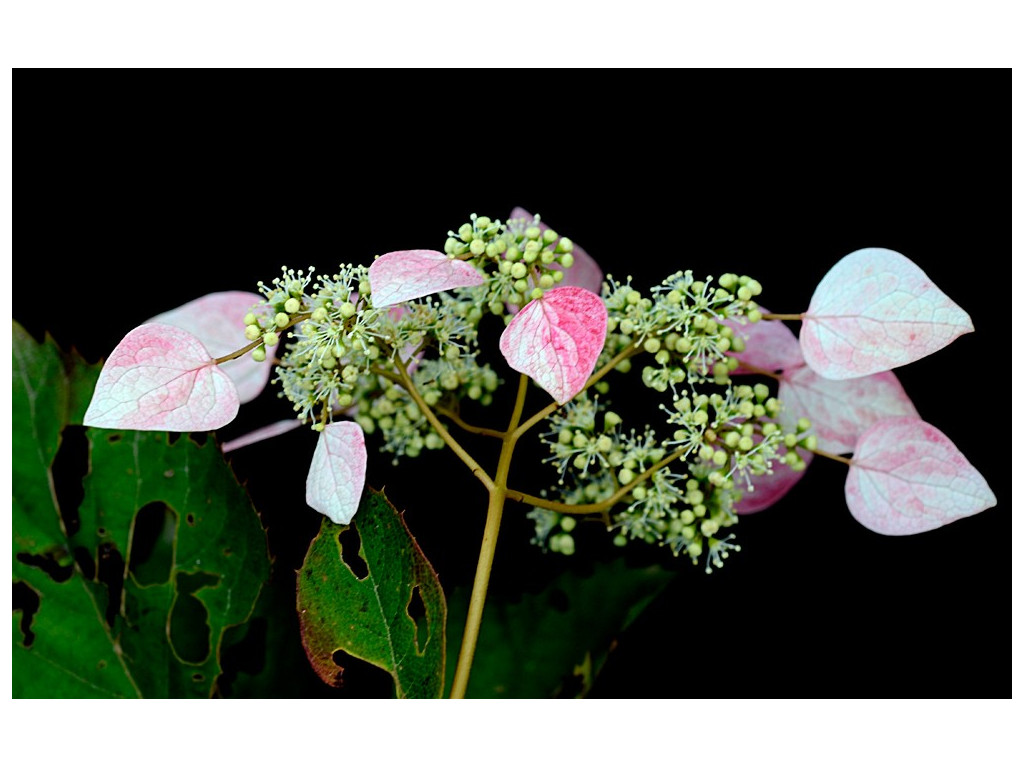 SCHIZOPHRAGMA HYDRANGEOIDES 'ROSE SENSATION'