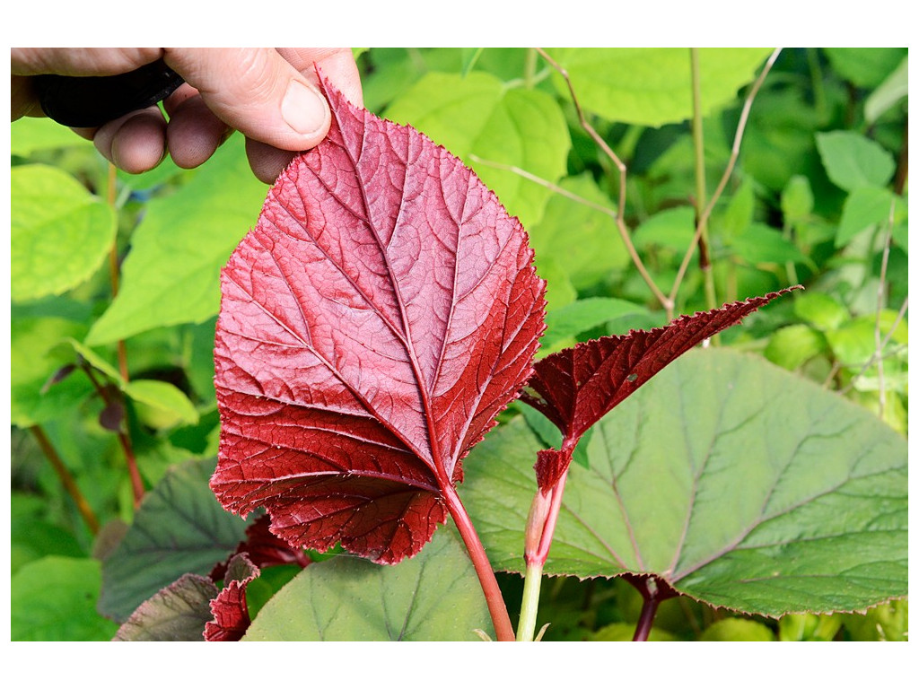 BEGONIA GRANDIS 'SAPPORO'