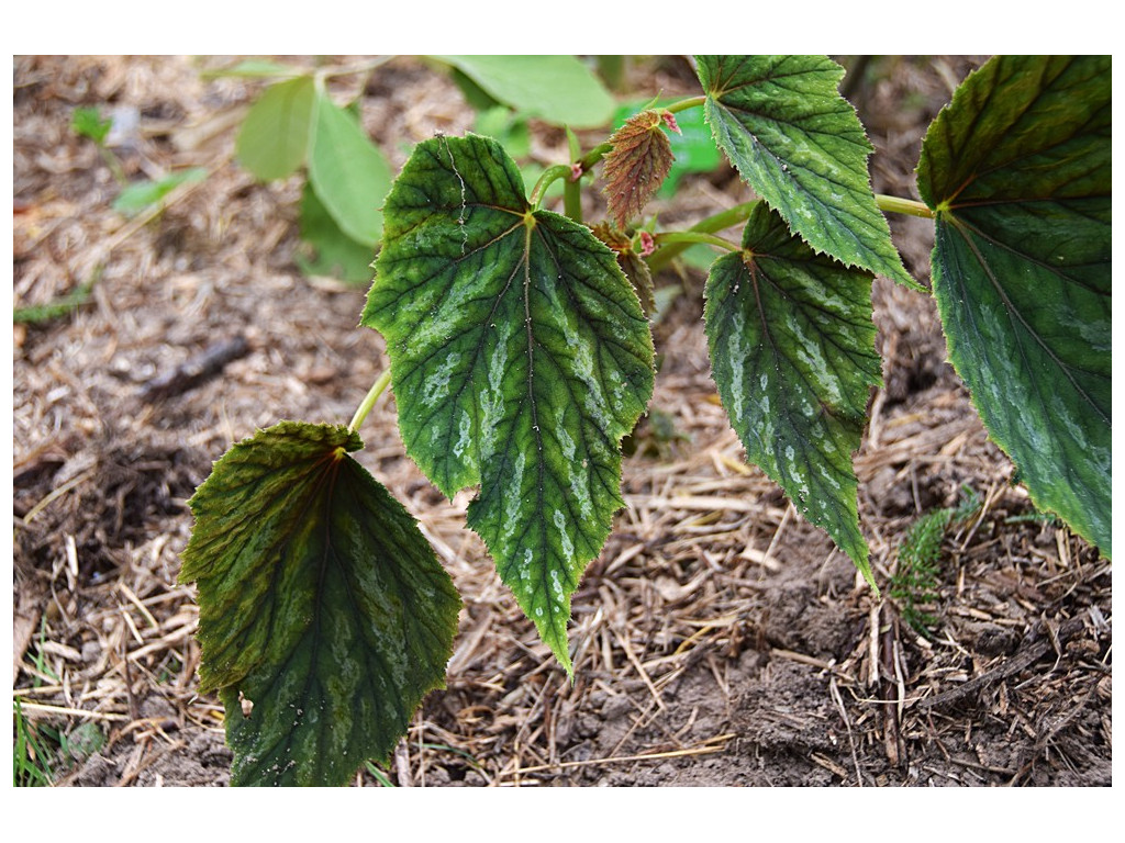 BEGONIA GRANDIS 'SILVER SPOTTED'