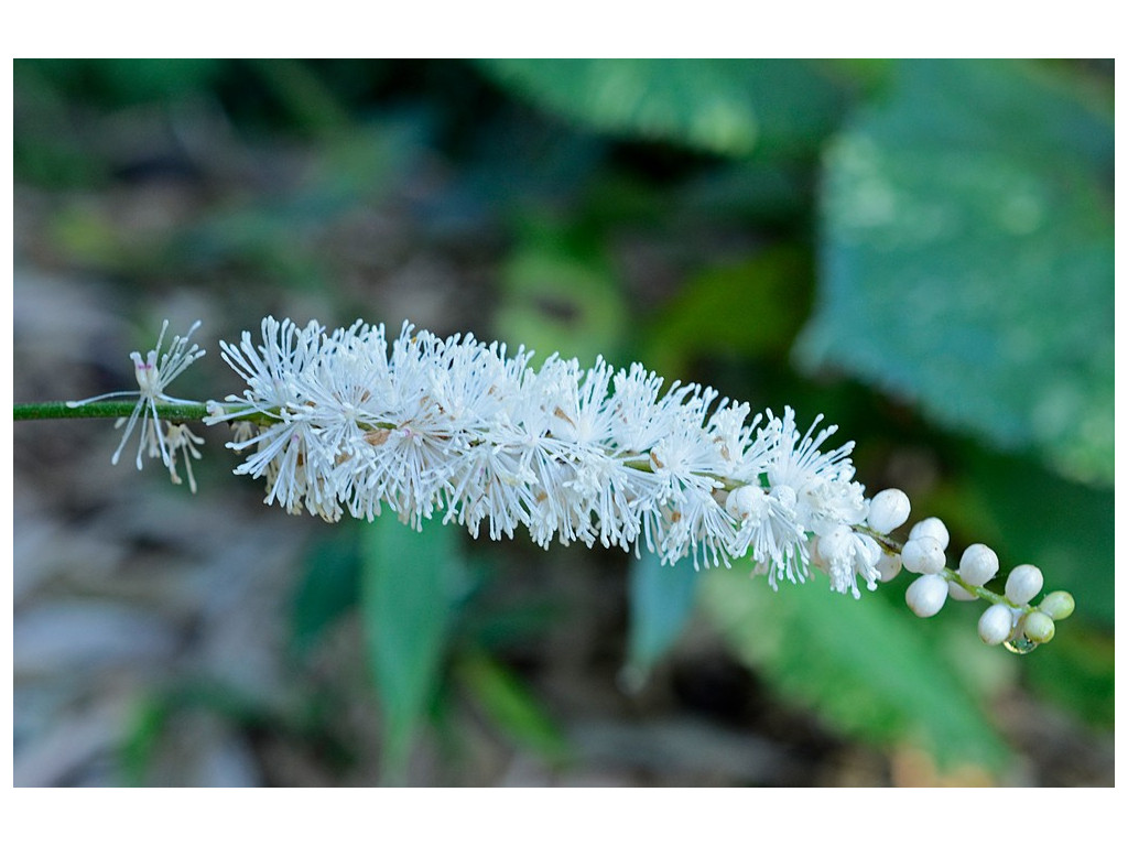 ACTAEA JAPONICA