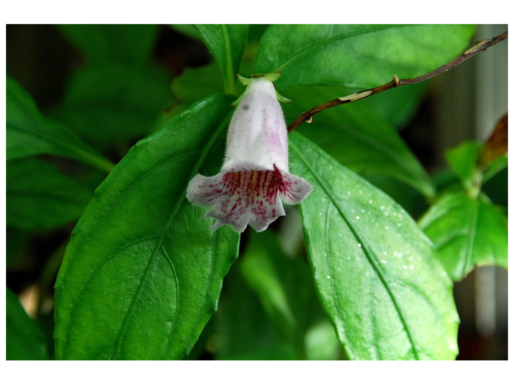 HEMIBOEA SUBCAPITATA