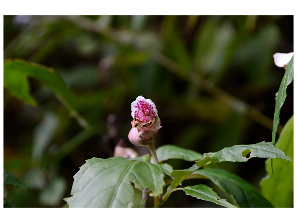 HEMIBOEA BICORNUTA CBTW1523