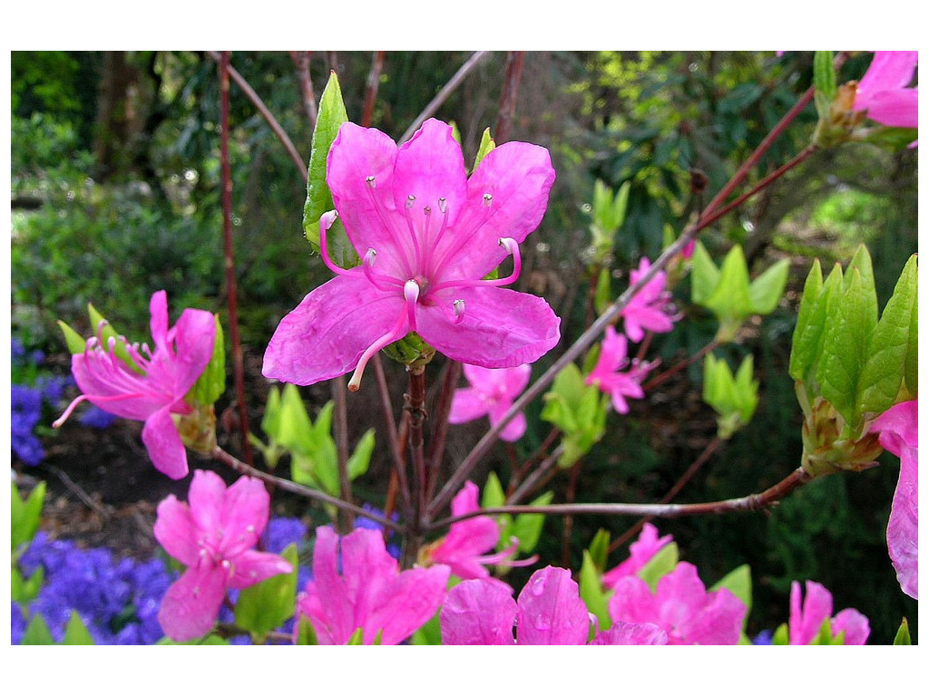 RHODODENDRON NUDIPES JP4527