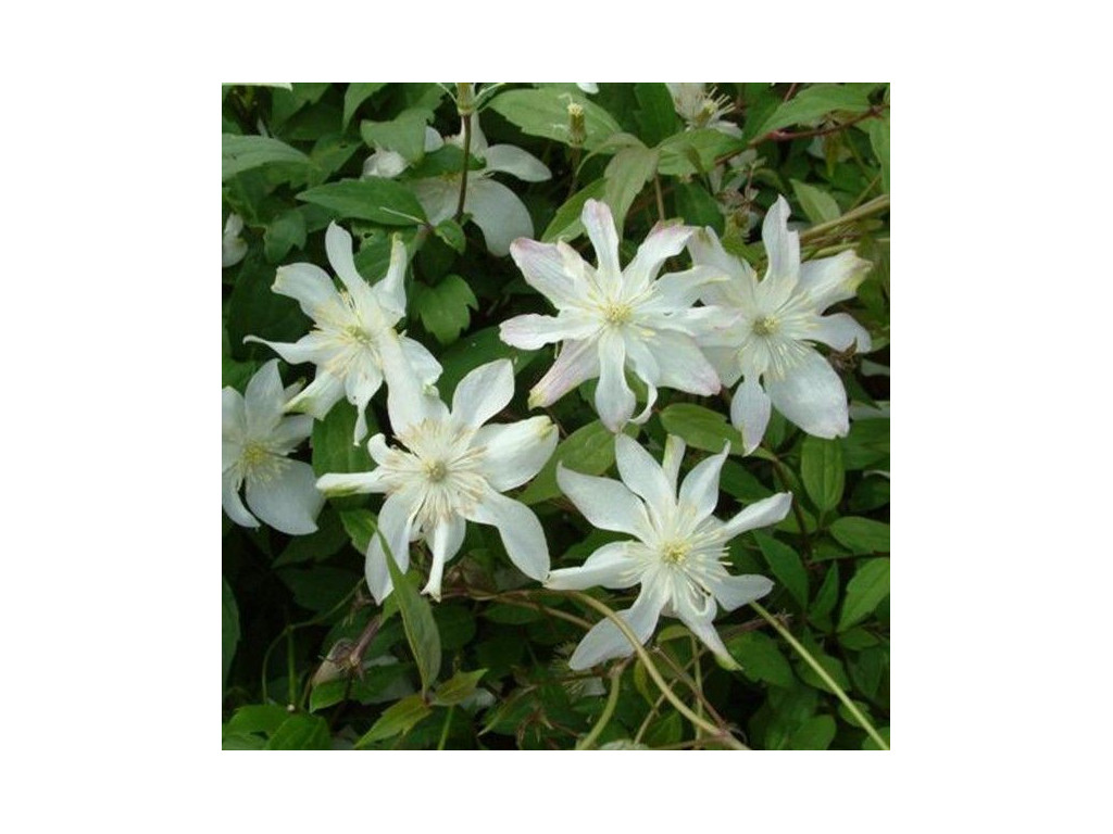 CLEMATIS MONTANA 'JACQUI'