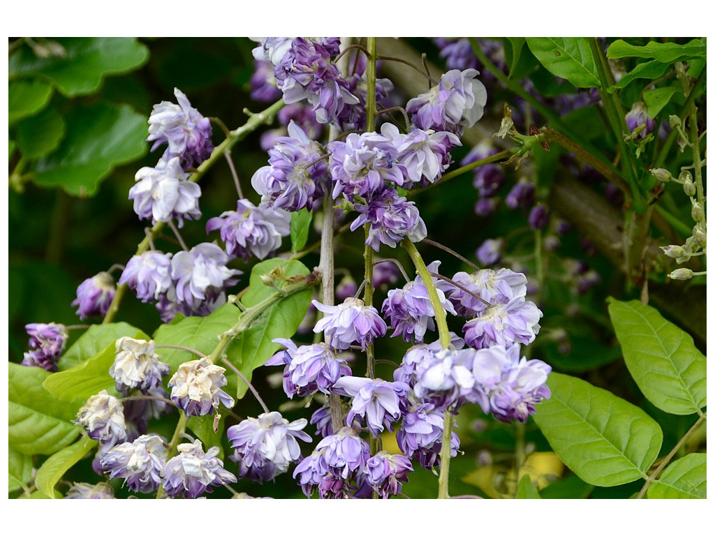 WISTERIA FLORIBUNDA 'YAE KOKURYU'