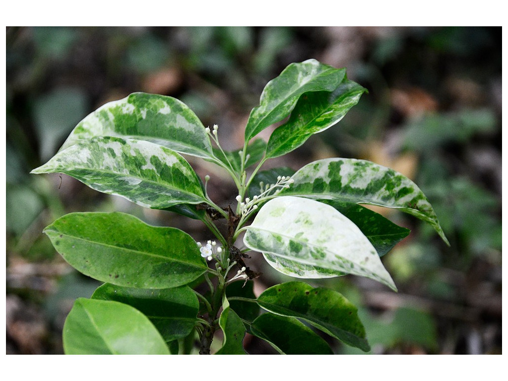 ILEX PEDUNCULOSA 'SHIMO'