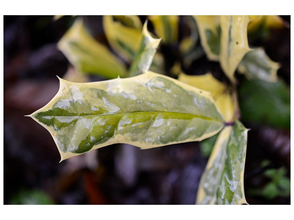 ILEX CORNUTA 'FUIRI HIIGARI'