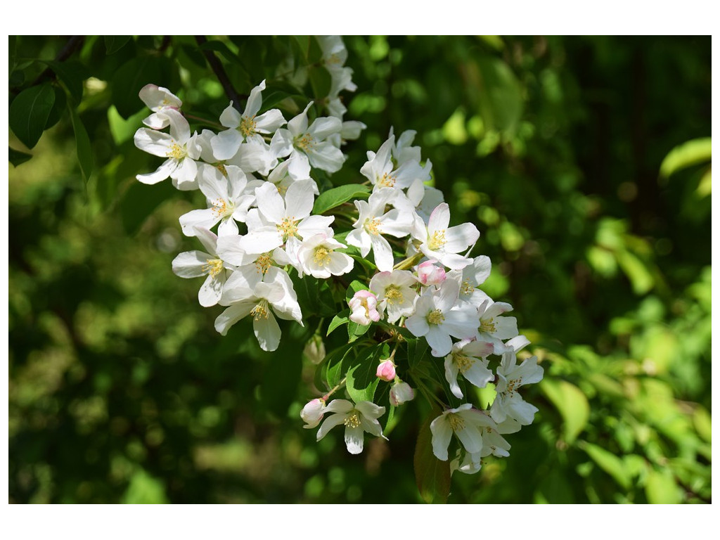 MALUS sp. Yunnan