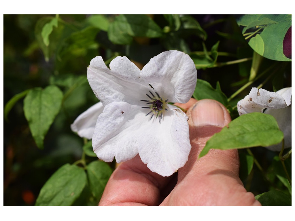 CLEMATIS VITICELLA 'ALBA LUXURIANS'