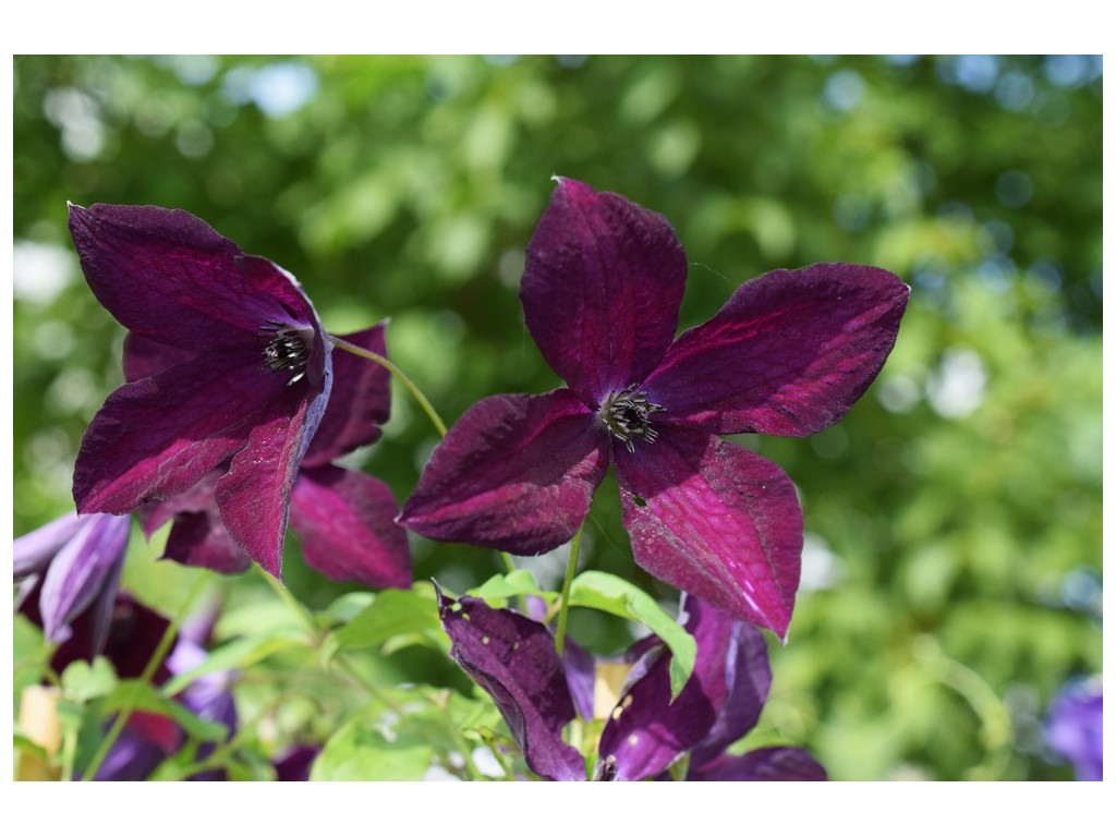 CLEMATIS VITICELLA 'BLACK PRINCE'