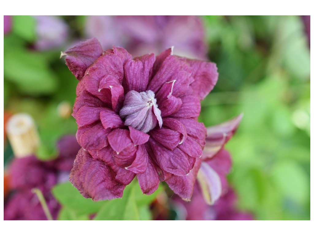 CLEMATIS VITICELLA 'PURPUREA PLENA ELEGANS' CLEMATIS VITICELLA 'PURPUREA PLENA ELEGANS'