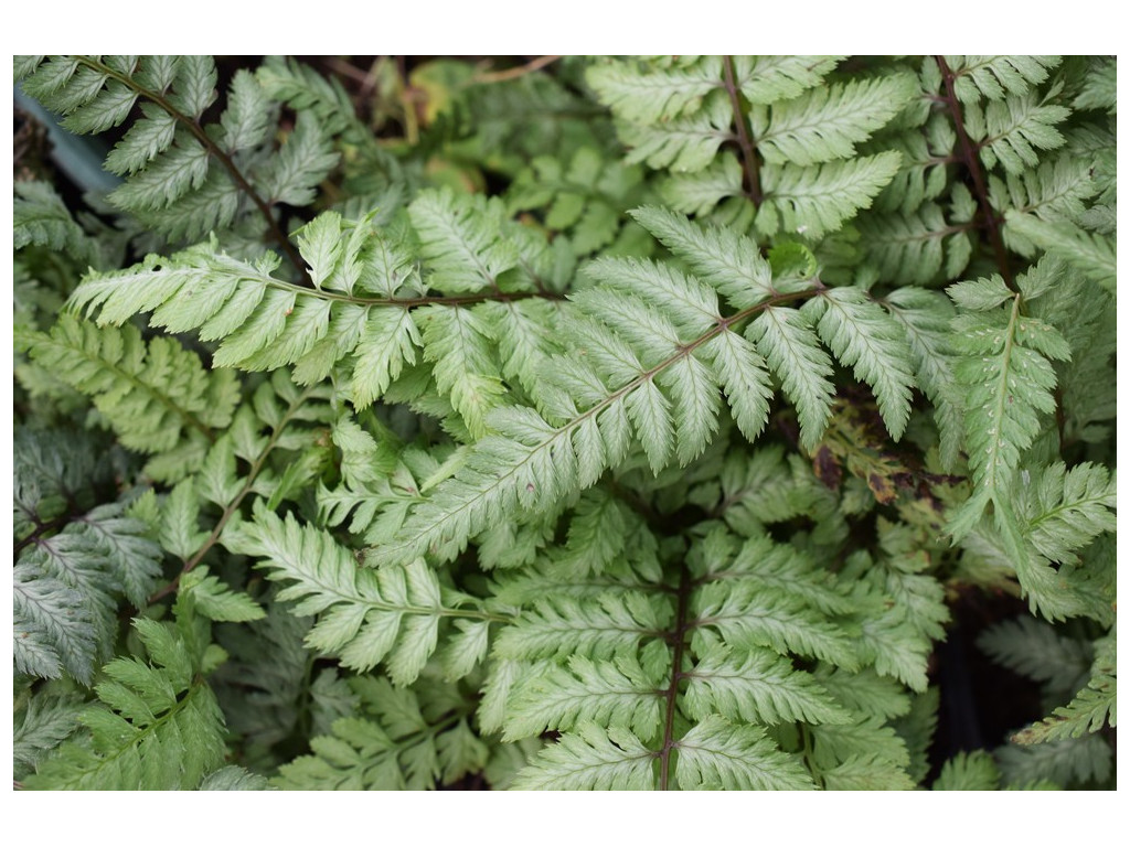 ATHYRIUM NIPONICUM 'PEARLY WHITE'