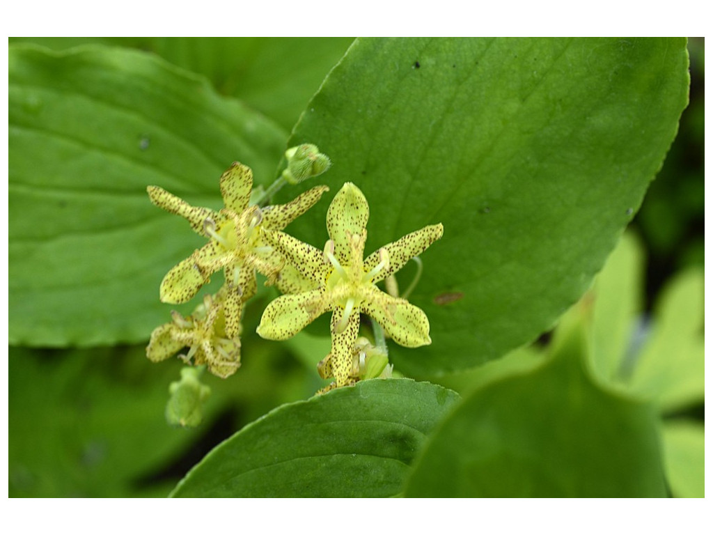 TRICYRTIS LATIFOLIA CMBJP2113