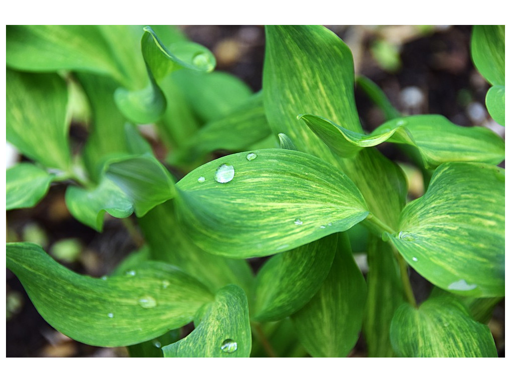 POLYGONATUM ODORATUM 'DAIKOGA'