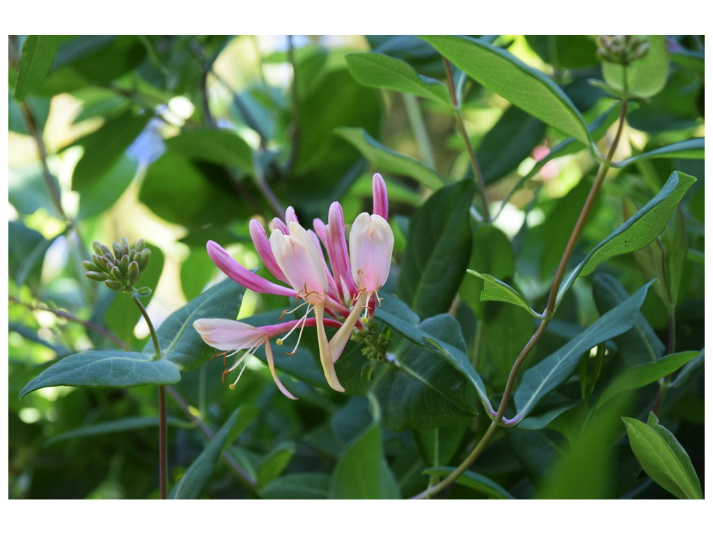 LONICERA x HECKROTTII 'GOLDFLAME'