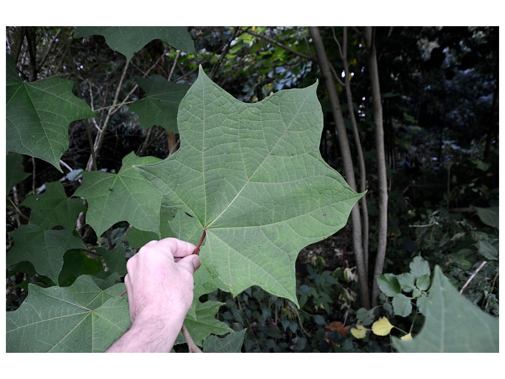 ALANGIUM PLATANIFOLIUM var.MACROPHYLLUM