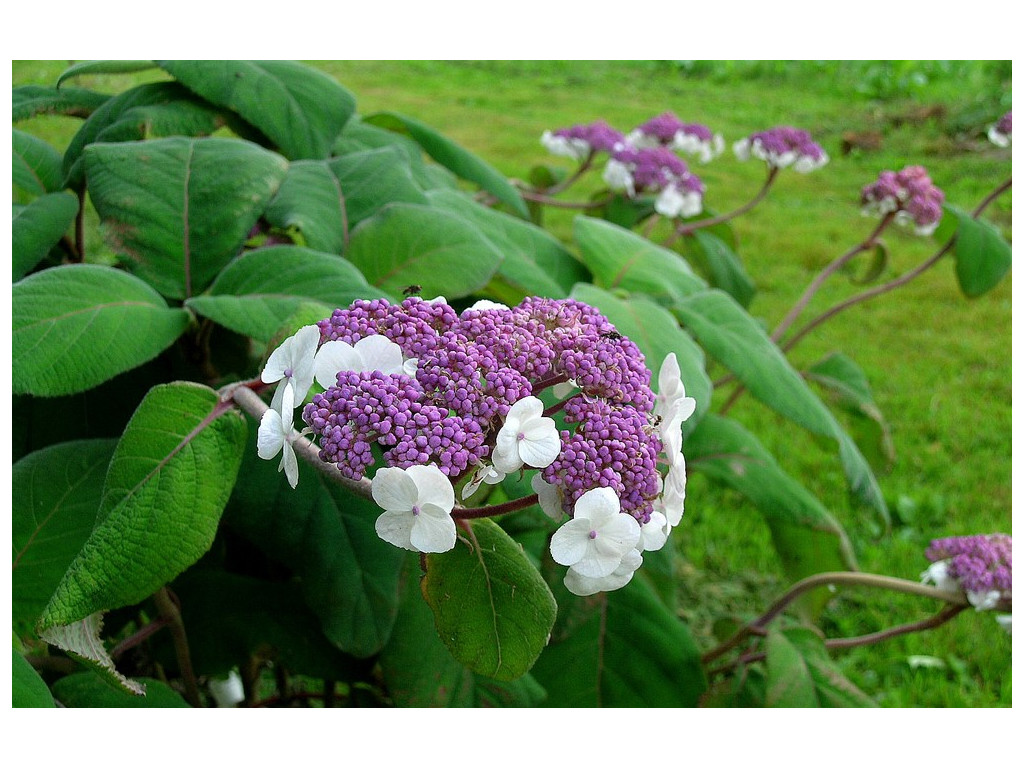 HYDRANGEA ASPERA var.VILLOSA