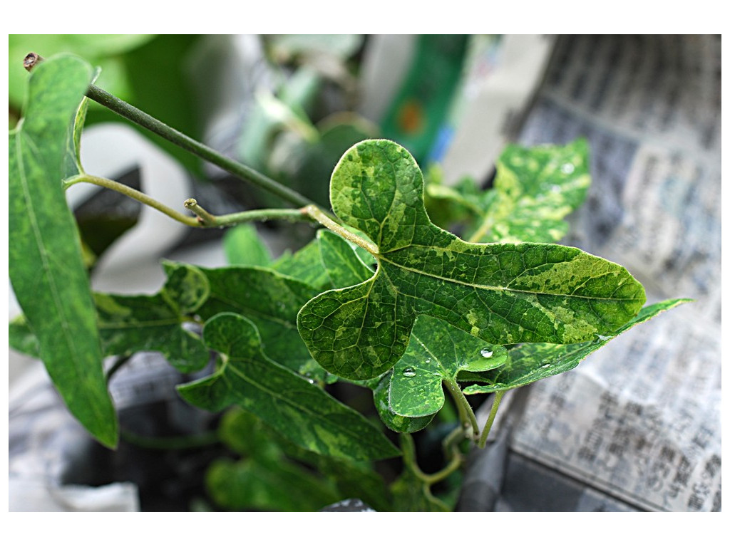 ARISTOLOCHIA KAEMPFERI 'FUIRI'