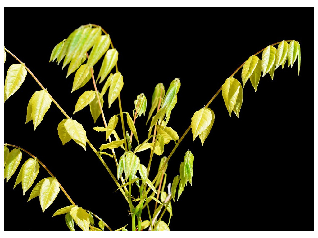 copy of WISTERIA FLORIBUNDA 'YAE KOKURYU'