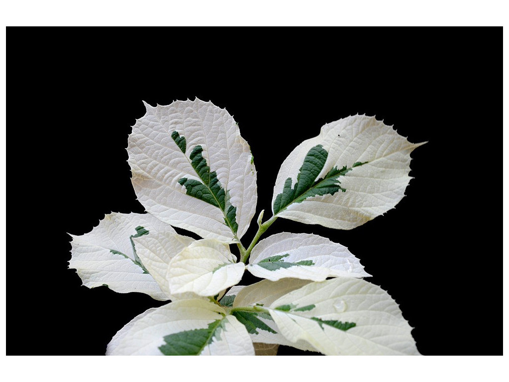 STYRAX OBASSIA 'NEIGE ETERNELLE'