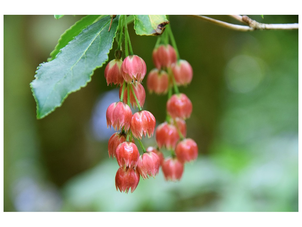 ENKIANTHUS CERNUUS f.RUBENS