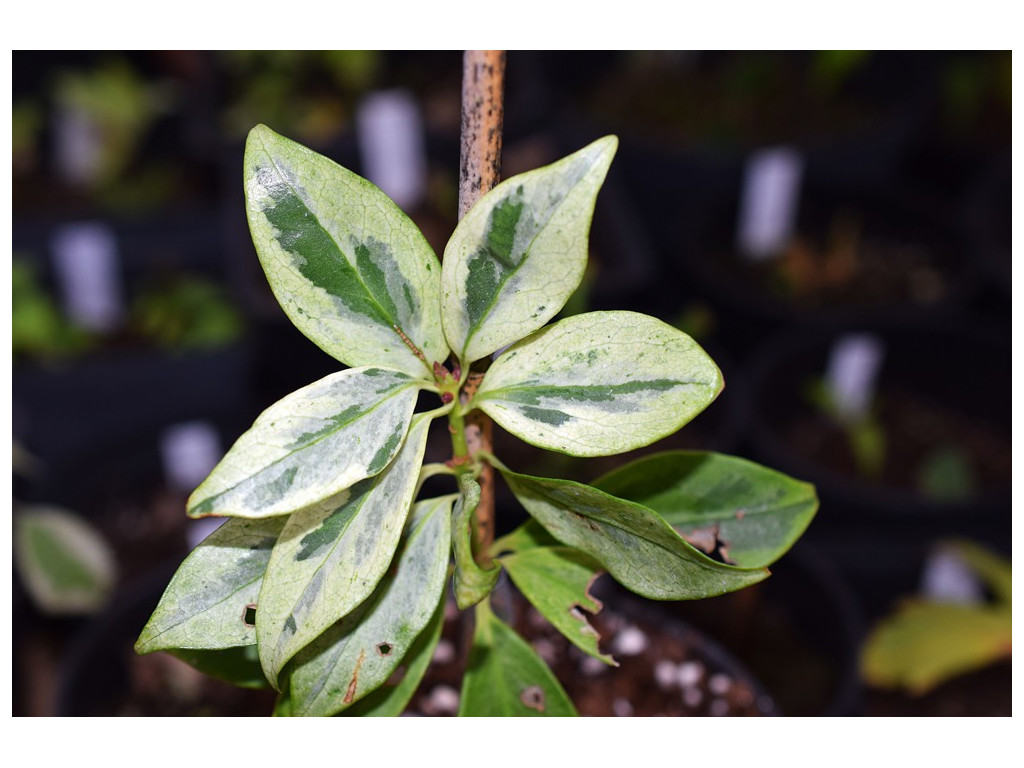 ILLICIUM ANISATUM 'YUKIZORA'